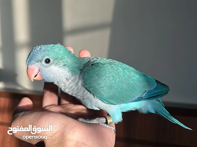 ببغاء كويكر ازرق الراهب تركواز اليف وهدد نشبة ومفطوم