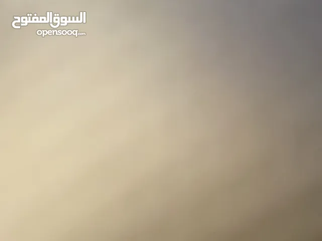 غنمة في الفيديو حليب وافر