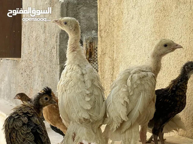 كوم صيصان 11 واحد للبيع بسعر حرق بداعي التنضيف والدراسة