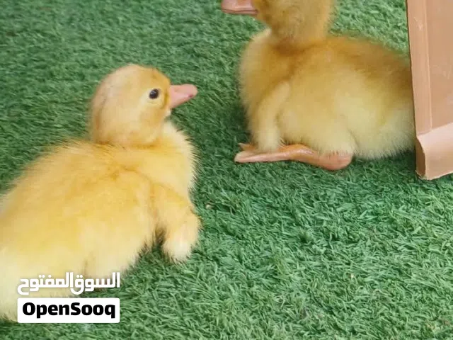 صيصان بط العمر اسبوع ماخذات كورس تحضين