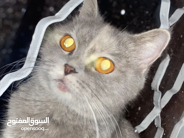 قطه بريطاني