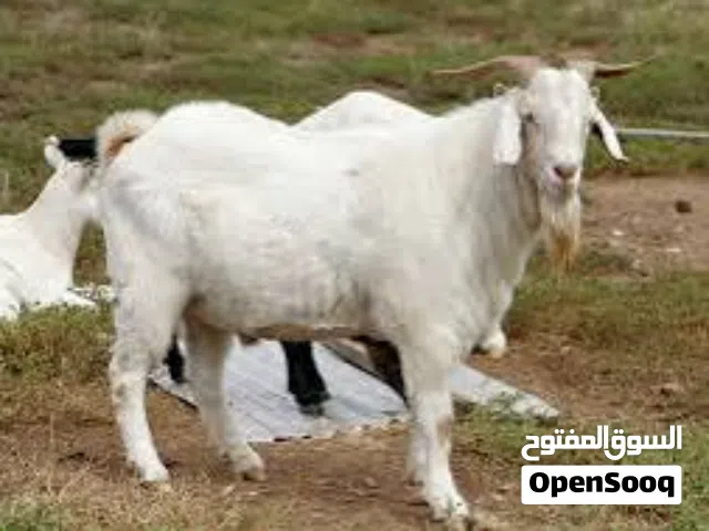 مطلوب صخله صغيره