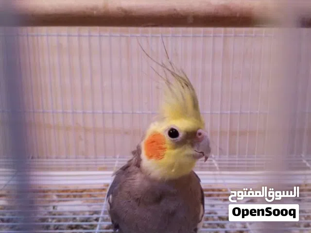 مطلوب فحل كوكتيل أليف يكون سكان اربد