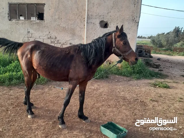 حصان عربي غير مسجل