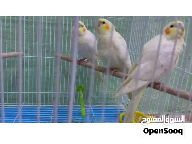 افراخ كوكتيل سعر 70 عمر 3 اشهر اليف ياكل من ايد . بصرة - الزبير واتساب فقط