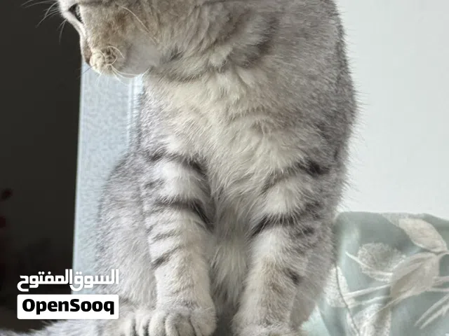 للبيع أنثى سكوتش فولد  For sale Female Scotch Fold