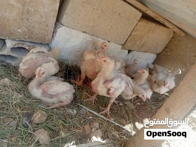 صوص لاحم عمر 23يوم العدد25واحد