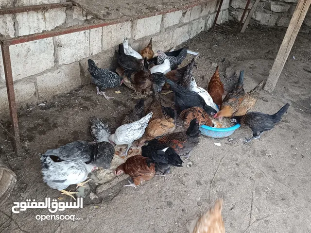 دجاج مخلط العدد 40 عتوق وفروج نسبة عتوق اكثر من فروج