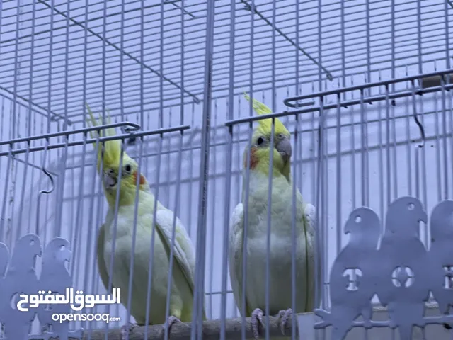 زوج كوكتيل مزاويج فول صحه ونضافه