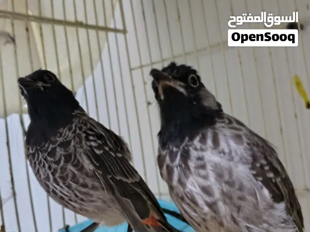 زوج بلابل منتج اليفين بس فيهم شوي خوف الذكر كشميري سوبر جامبو والأنثى مكس عربي كشميري سوبر حامبو