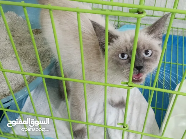 قط هملايا ماخذ كل المطعيم
