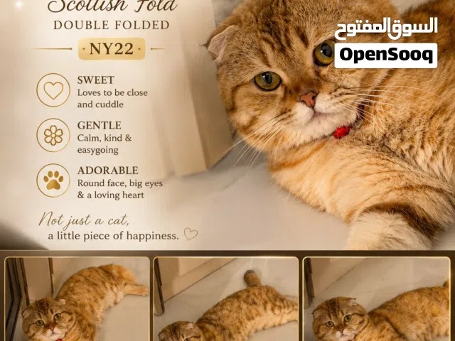 قط للتزاوج  فقط cat  for me