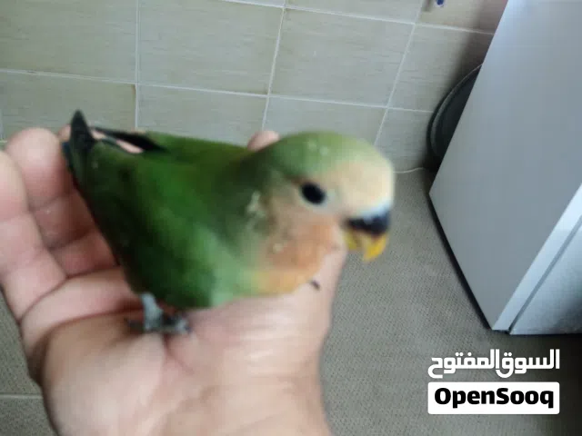 بسم الله ما شاء الله متاح فرخين روز زق يدوي لسه مش مفطوم التسليم في حي نزال
