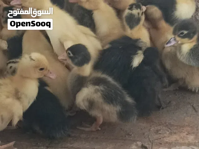 بط محلي صغار و كبار