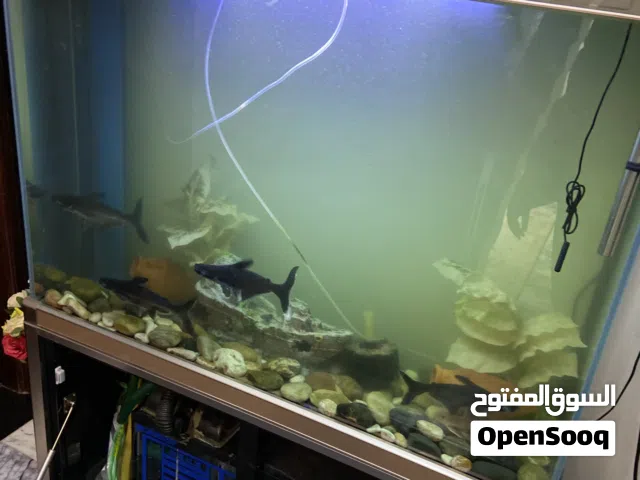 حوض بيلوجي شبه جديد