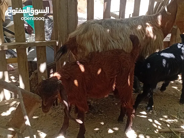 عنز ماشاء الله تبارك الرحمن مع سخلات عدد2