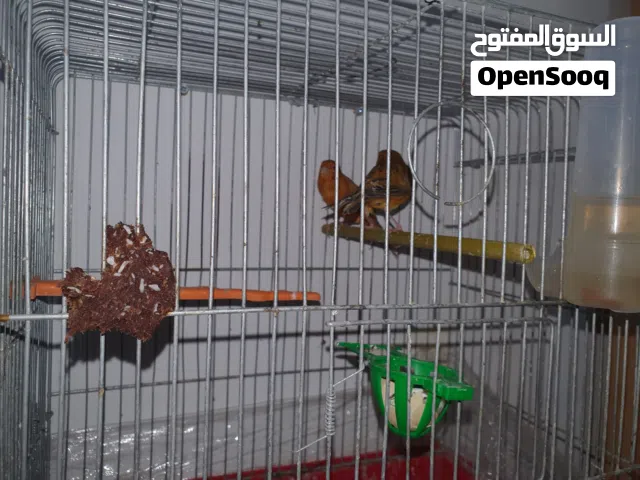 جوز كنار تركيب جديد