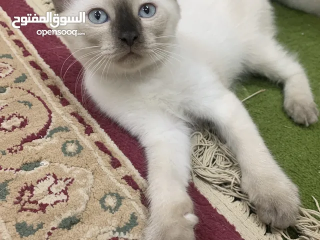 Pure Siamese kittens