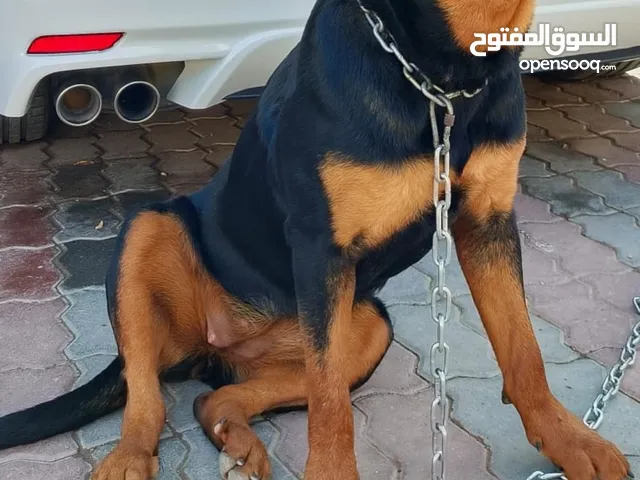 كلب روت وايلر اقرى الوصف