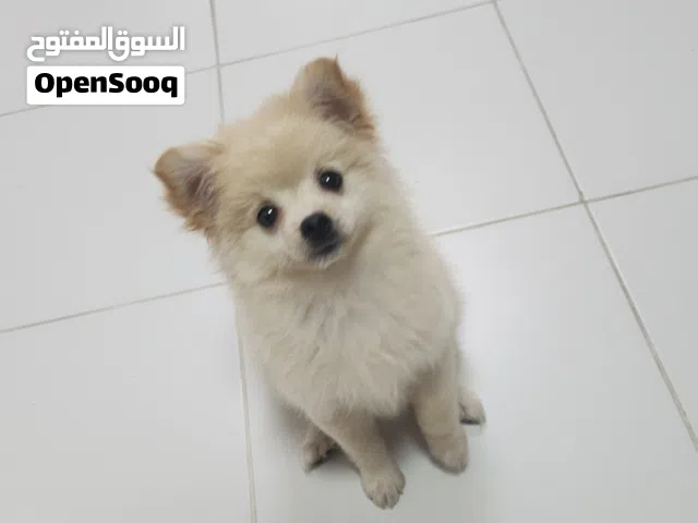 Cute playful puppy looking for a loving home