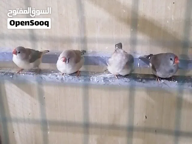 فناجس سوبر جامبو