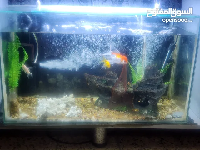 حوض سمك متكامل