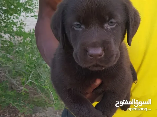 Labrador puppy