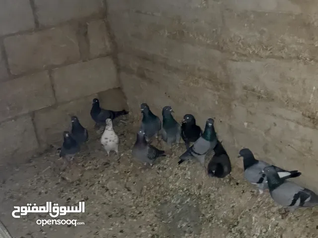 حمام للبيع 12 حبه بصلات على نبي سعر كامل 15 دنانير لتواصل خاص شيل الكوم كامل وما بقصر معك