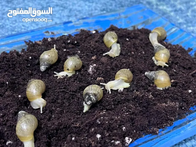 حلزون افريقي للبيع