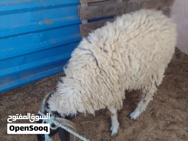 خروف ماشاءالله