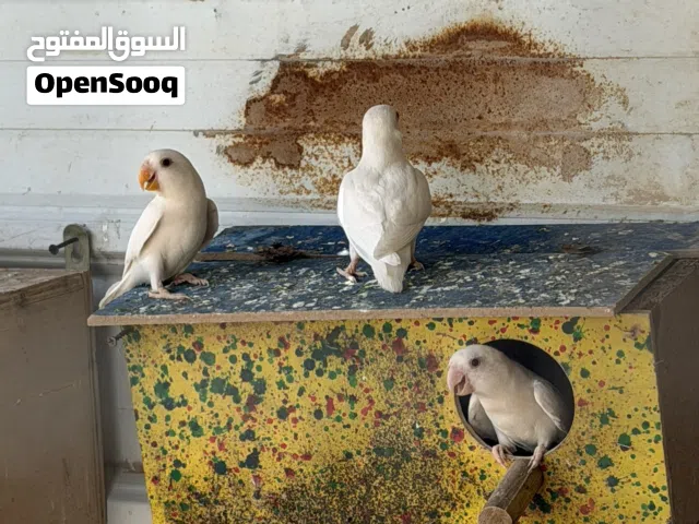 طيور غندوره مثل ما شفت بل صور