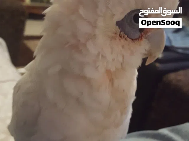كوكاتو بير ايد ذكر غير اليف للانتاج جاهز