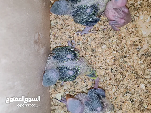 فراخ درة وفراخ كوكتيل للزق اليدوي