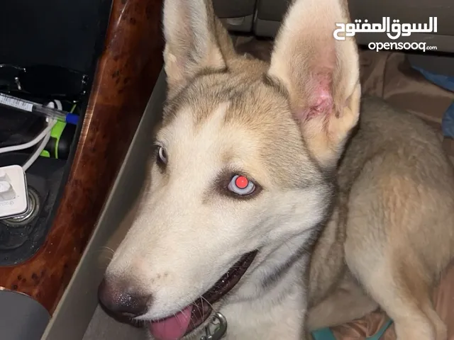 هاسكي صغير ف العمر وهادي للبيع 70 قابل