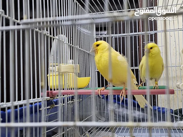 زوج كناري هولندي معهم فرخ منتج + 3 حبات طيور كناري هولندي بالقفص