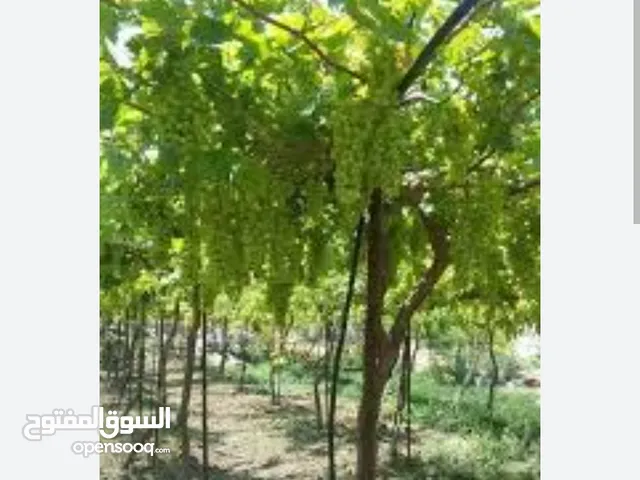 Mixed Use Land for Sale in Hebron Other
