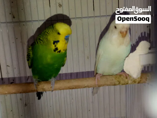 زوج بادجي هولندي دم انجليزي منتج مع فروخ