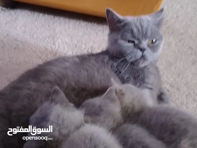 كتين سكوتش فولد
