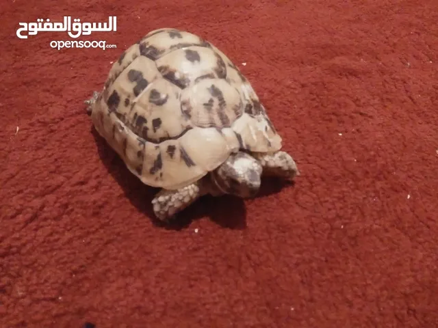 سلحف يوناني دكر حجم اكبر من كف الايد ويتميز بمقاومته للامراض ومناعته العاليه