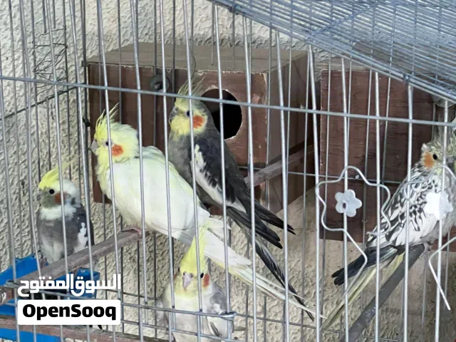 ثلاثه أزواج كوكتيل للبيع الزوج الواحد 460 بالقفص أزواج مضمونات