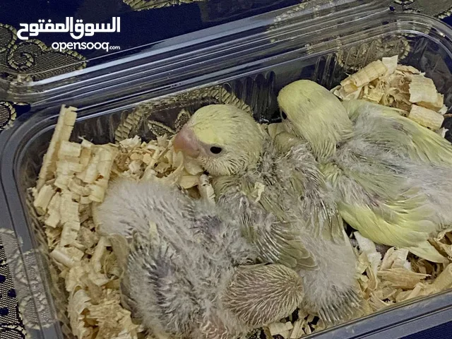لعشاق الترويض متاح إنتاج بركاديلو روز اقرا الوصف