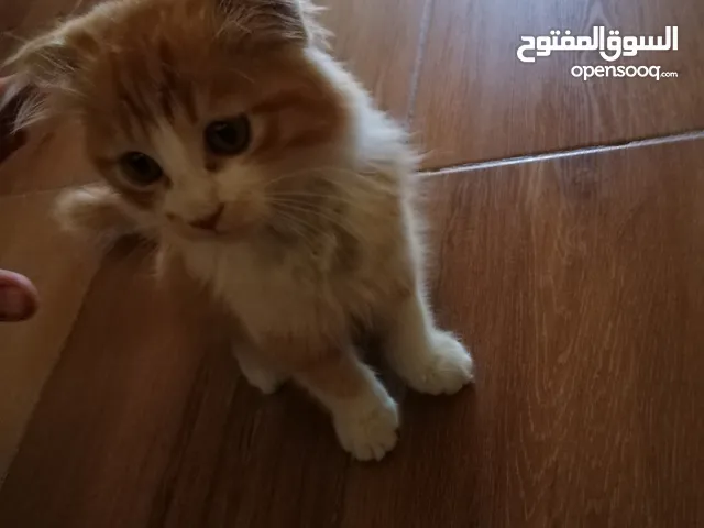 قط سكوتش للبيع
