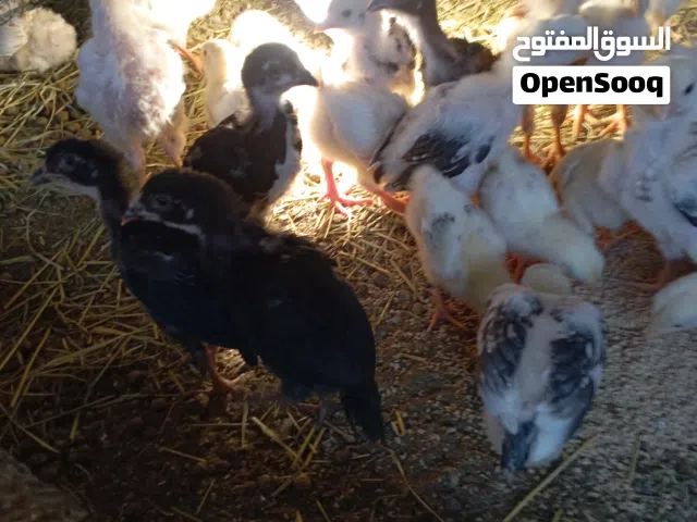 فروخ دجاج باكستاني+فروخ فرنسي