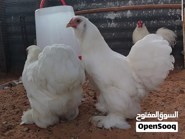 دجاج استرالي ثلجي