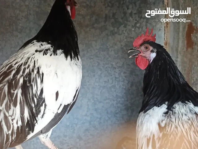 ديك لوكين للبيع