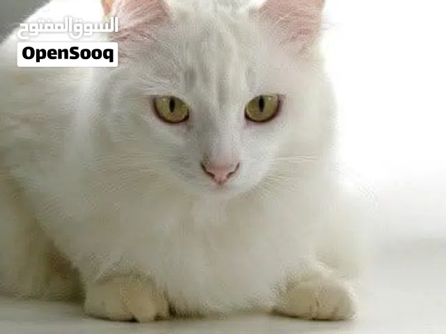 قط انجورا تركي للبيع