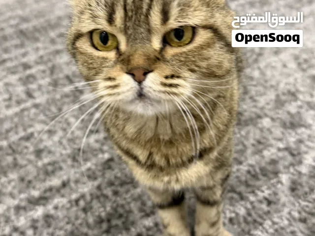 قطط للتبني قطوة هادية