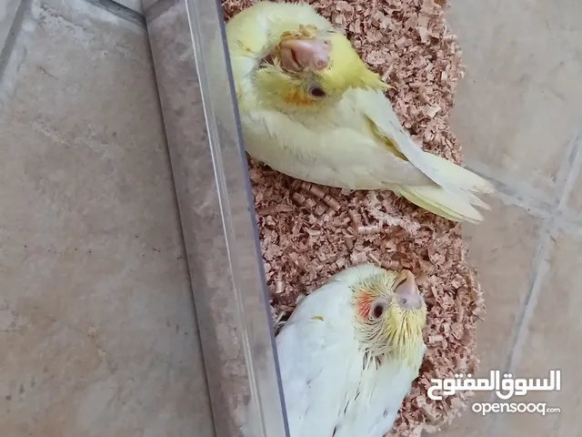 فرخين كوكتيل لاتينو حجم وصحه