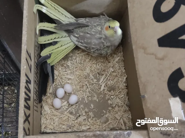 طيور بصه جيده جدا اقرا الوصف للبيع او للبدل