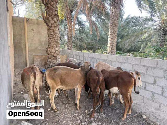 للبيع عجلان أثيوبيه